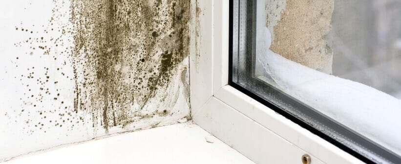 Mold Removal on a window sill.