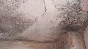 How You Can Prevent Mold Growth In Your Attic